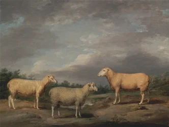 Ryeland -får, kongens vædder, kongens ære og Lord Somerville Weather